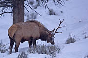 Elk  Yellowstone 